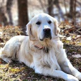 Tundra - Golden Retriever