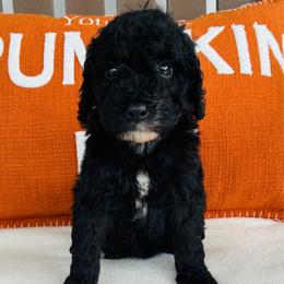 Bolt - Black male Goldendoodle puppy in Auburn, Indiana from Martin’s Doodles