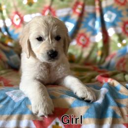 No collar - Light golden female Golden Retriever puppy in Barbourville, Kentucky from Home Sweet Home English Goldens
