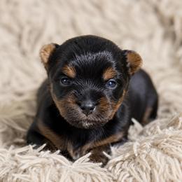 Biscuit - Black and tan male Yorkshire Terrier puppy in Selden, New York from Alisha's Yorkshire Terriers