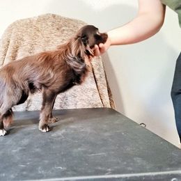 Chihuahua All Grown Up from Viktoriya Mechenko