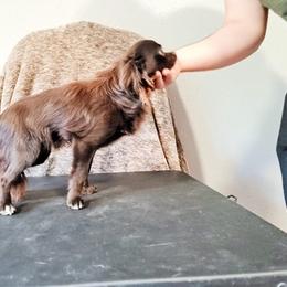 Chihuahua All Grown Up from Viktoriya Mechenko