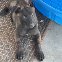 Boy 2 - Belgian Malinois puppy in Arizona from The Malagator House