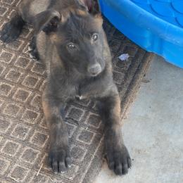 Boy 2 - Belgian Malinois puppy in Arizona from The Malagator House