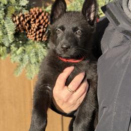 Red-Wicked Witch - Black female German Shepherd puppy in Medical Lake, Washington from Nine Realms German Shepherds