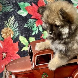 Pomeranians and Pomskies from Pom Pom Pomskies-TN