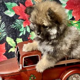 Pomeranians and Pomskies from Pom Pom Pomskies-TN