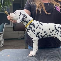 Tempur - White and black Dalmatian puppy in Cleveland, Texas from Arrowhead Dalmatians