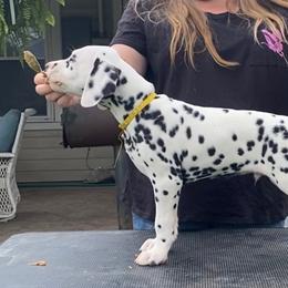 Tempur - White and black Dalmatian puppy in Cleveland, Texas from Arrowhead Dalmatians