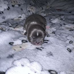 Shih Tzu Puppies from P&B Tzu Tribe