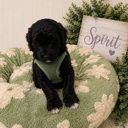 Spirit - Black male Goldendoodle puppy in Portland, Tennessee from Happy_Tails_by_TJ