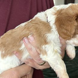 Cavalier King Charles Spaniel Puppies from Crosby's Cavaliers