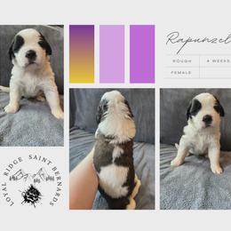 Rapunzel - Mahogany and white female Saint Bernard puppy in Saltsburg, Pennsylvania from Loyal Ridge Saint Bernards