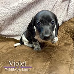 Violet - Piebald female Dachshund puppy in Toquerville, Utah from Rockindachs