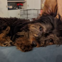 Yorkshire Terriers from Riverella