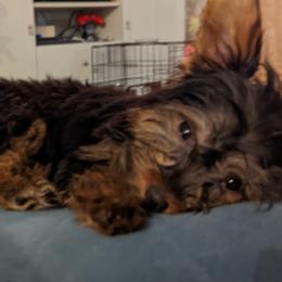 Yorkshire Terriers from Riverella