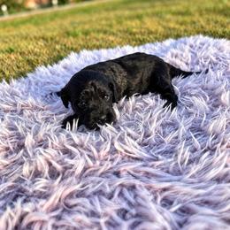 Patsy - Black female Cavapoo puppy in Thorndale, Texas from Hattie’s Texas Cavapoos