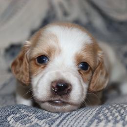 Red Cream male 1 - Red male Dachshund puppy in Pontotoc, Mississippi from Doubletake Doodles & Dachshunds