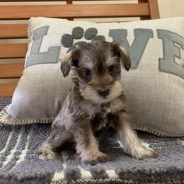 Miniature Schnauzer Puppies from Schnauzers on Robinson Lane