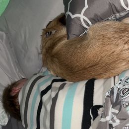 Australian Shepherds from FullMoon K9s’