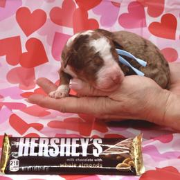 Boy 3 - male Bernedoodle puppy in Westminster, South Carolina from Goldendoodlepuppiessc