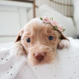 Morning Graze - Apricot female Goldendoodle puppy in Savannah, Georgia from Vino and Vespa Doodles