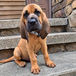 Lilac collar boy - Red male Bloodhound puppy in Paoli, Indiana from Houndsarunning Bloodhounds