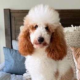 Poodles from Curly Paw Doodles