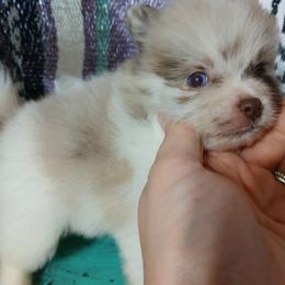 Prim Rose - Chocolate merle female Pomeranian puppy in Ada, Oklahoma from Once Upon A Fluff