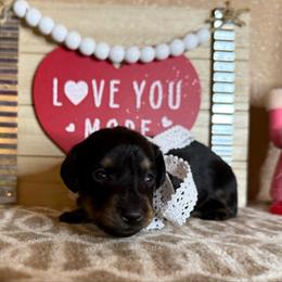 Girl 2 - Black and tan female Dachshund puppy in Winter Haven, Florida from Davidson's Dachshunds