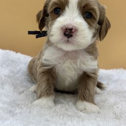 Navy Blue - Red male Australian Labradoodle puppy in Sacramento, California from Adorable Labradoodle