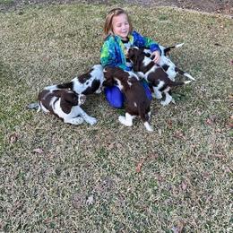 English Springer Spaniel Puppies from Sara's English Springer Spaniels