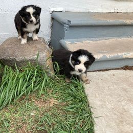 Girl 2 - Blue merle Miniature Australian Shepherd puppy in Avon, Montana from Sun Dog Mini Aussies