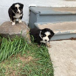 Girl 2 - Blue merle Miniature Australian Shepherd puppy in Avon, Montana from Sun Dog Mini Aussies