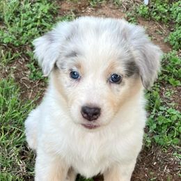 Australian Shepherd Puppies from Red Wagon Aussies
