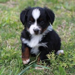 Miniature Australian Shepherd and Toy Australian Shepherd Puppies from Fireside Toy & Mini Aussies