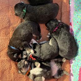 Finnish Lapphunds from AlpenGlō Kennels