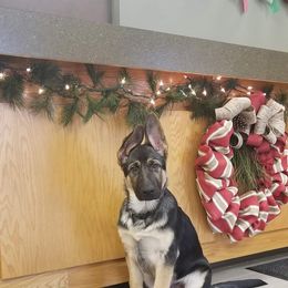 German Shepherd Puppies from Spruce Valley German Shepherds