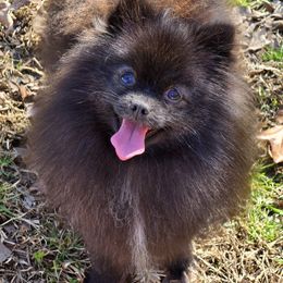 Austra - Pomeranian