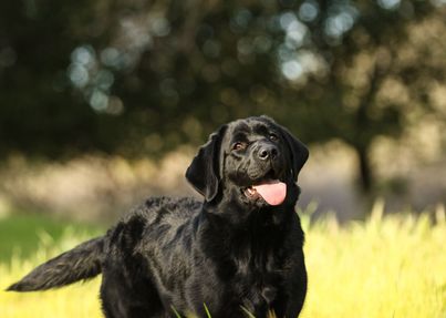 happy looking black lab in a field