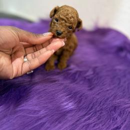 Duke - Red  male Poodle puppy in Texas from Zoway's Poodles