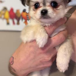 Prissy - Black sabled fawn female Chihuahua puppy in Seneca, South Carolina from April’s Menagerie