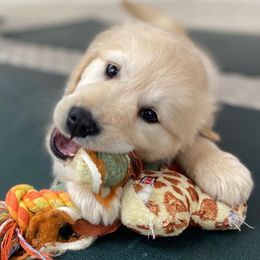 Golden Retriever Puppies from Goldens of Hope