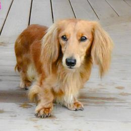 Hickory - Dachshund