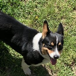 Dolly - Pembroke Welsh Corgi