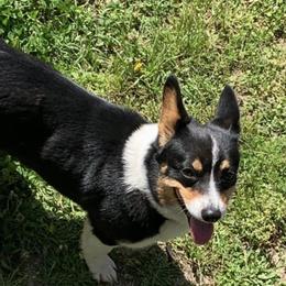 Dolly - Pembroke Welsh Corgi