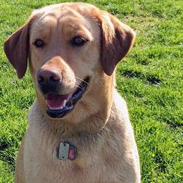 Kopper - Labrador Retriever