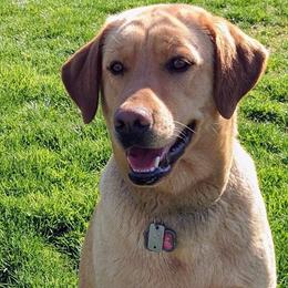 Kopper - Labrador Retriever