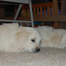Golden Retriever Puppies from Dewey Creek Goldens