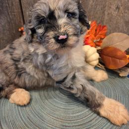 Boy 2 - Blue merle male Aussiedoodle puppy in Mouth Of Wilson, Virginia from Holly Ridge Aussies, Aussiedoodles & Corgis